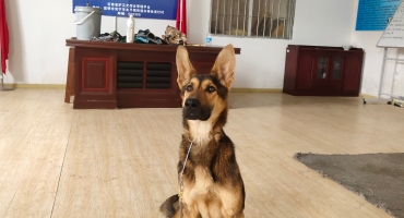 工作犬档案证——来福